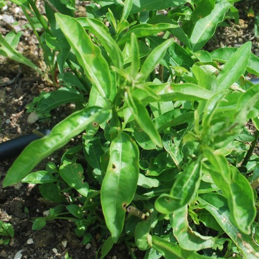 Cestrum nocturnum